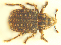 Weevil sp