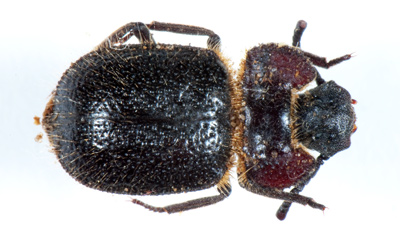 Pogonobaris gracilis