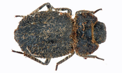 Pogonobaris seriepilosa