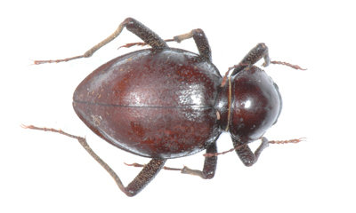 Psammodes clapsoides