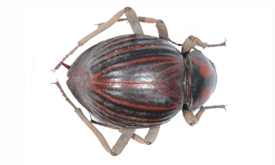 Psammodes fartus