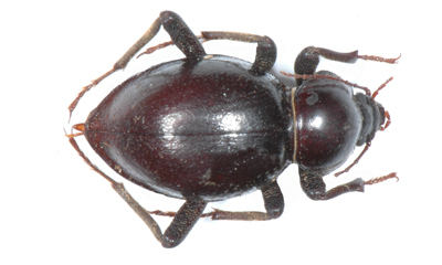 Psammodes blapsoides