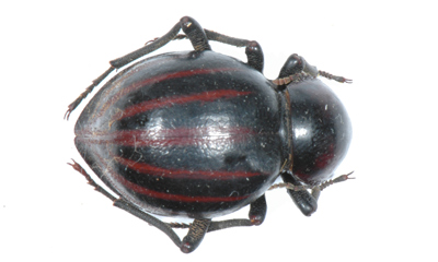 Psammodes striatus