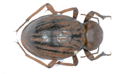 Psammodes guranicus