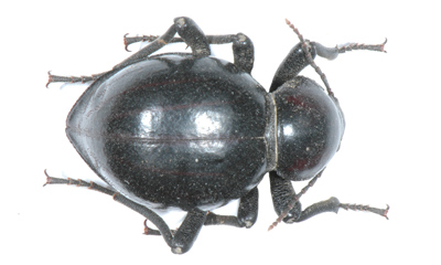 Psammodes solieri.