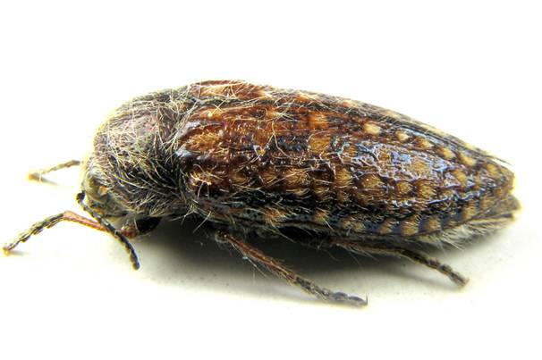 Neojulodis papillosa. Thunberg.