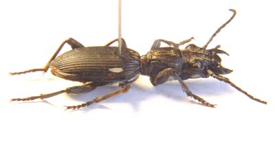 Carabidae sp.