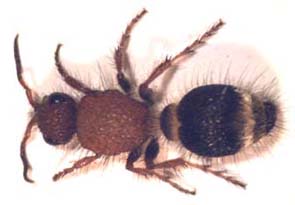 Dasylabris merope. (Velvet ant )