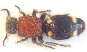 Scoliidae sp. ( Velvet ant.)