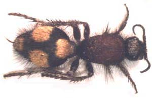 Stenomutilla baucis. ( Velvet ant.)