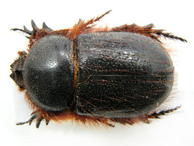 Dynastidae sp