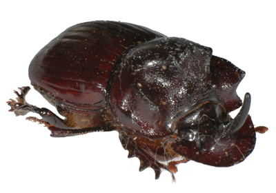 Copris fallaciosus