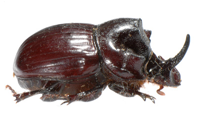 Copris fallaciosus