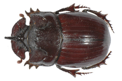 Copris fallaciosus