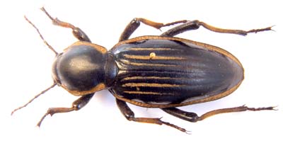 Psammodes sp.