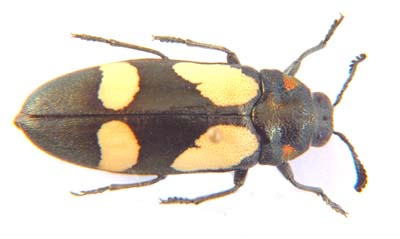 Agelia petelii. ssp.