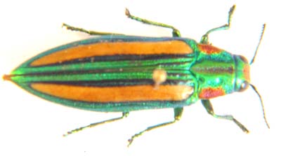 Chrysochroini lepida.