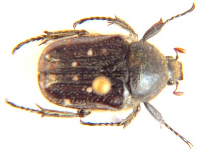 Cetonia sp.