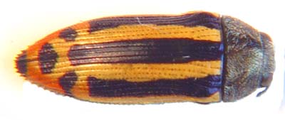 Acmaecdera grata.