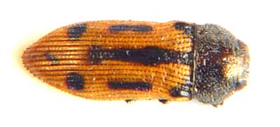 Acmaecdera grata. ssp.