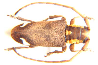 Cerambycidae sp.