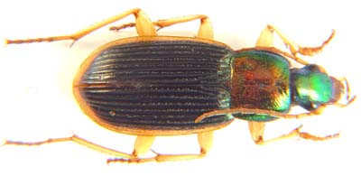 Carabidae sp.