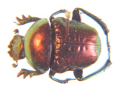 Gymnopleurus virens.  Erichson.