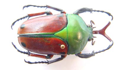 Eudicella aethiopica. Muller. 