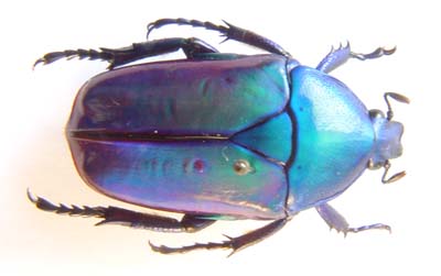 Cetoniinae sp.