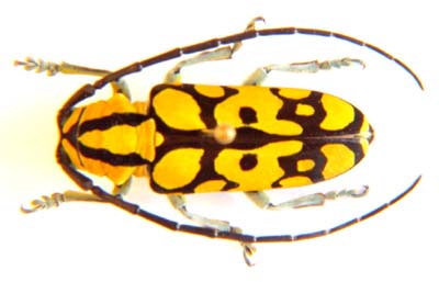 Tragocephala variegata.