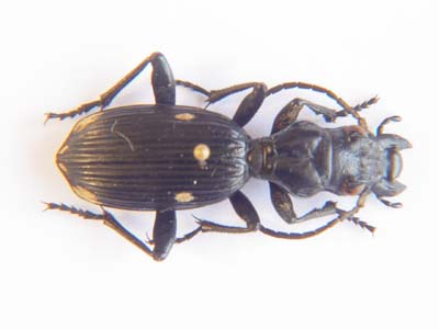 Carabidae sp.