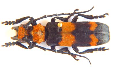 Cymatura  bifasciata reducta.