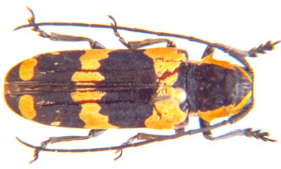 Tragocephala  sp.