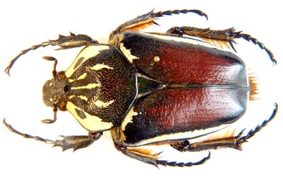 Goliathus goliatus 