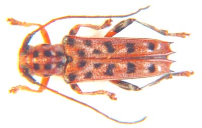 Glenea 22-maculata.