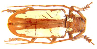 Prosopocera vittata.