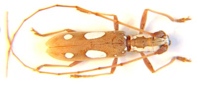 Olenecamptus tesselatus.