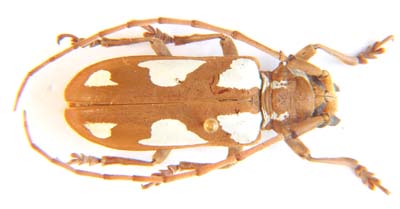 Prosopocera lactator poggei.