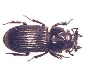 Nidigidus sp