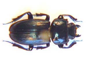 Ameneides godefroyi. Coquerel.