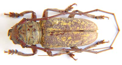 Prosopocera luteomarmorata.