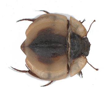 Lepidochora sp.