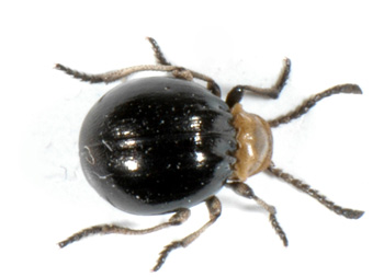 Ptinidae sp