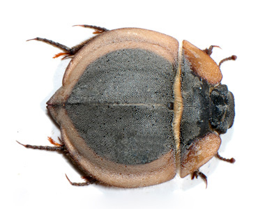 Lepidochora sp.1.