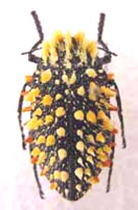 Julodis c. indigacea. 