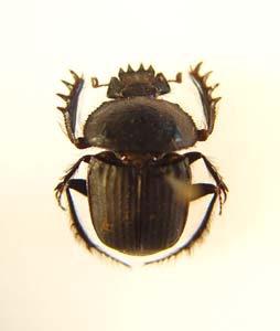 Dung Beetle.