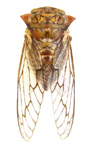 Oxypleura lenihani.