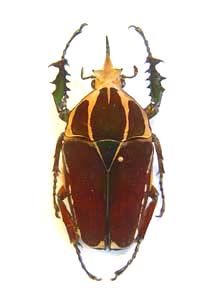 Mecynorhina ugandensis. Moser. f  melanic