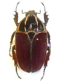 Mecynorhina ugandensis. Moser. f  melanic