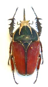 Mecynorhina ugandensis. Moser. f. bicolore 